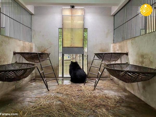 (ویدئو) نجات 101 خرس از شکنجه گاه