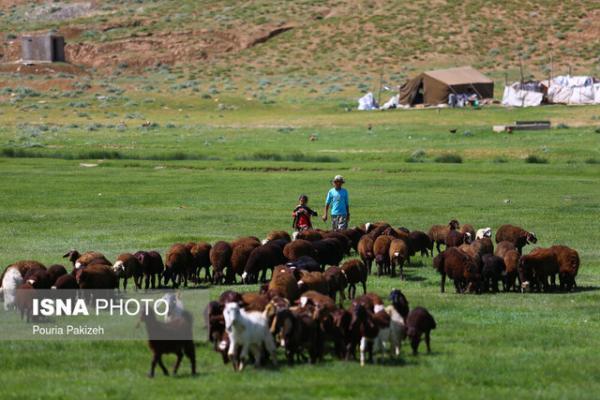 مجوز صادرات 300 هزار راس دام غیر مولد صادر شد