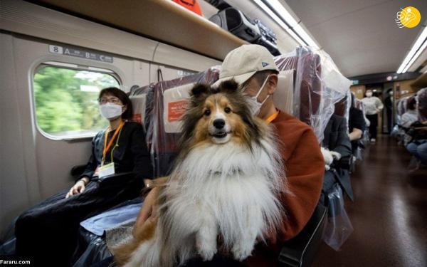 حال خوب سگ ها در قطار گلوله ای!