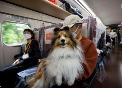 حال خوب سگ ها در قطار گلوله ای!