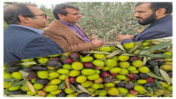 آغاز برداشت زیتون بخش مرکزی شهرستان زرند آغاز برداشت زیتون بخش مرکزی شهرستان زرند