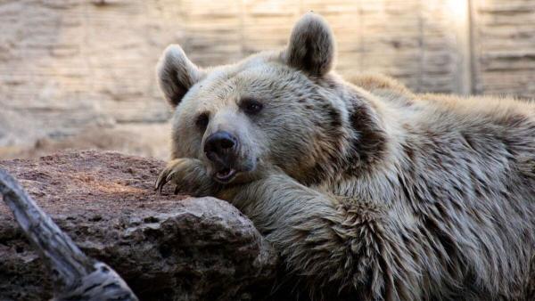 قدمت استفاده از پوست خرس به وسیله انسان به 300 هزار سال می رسد